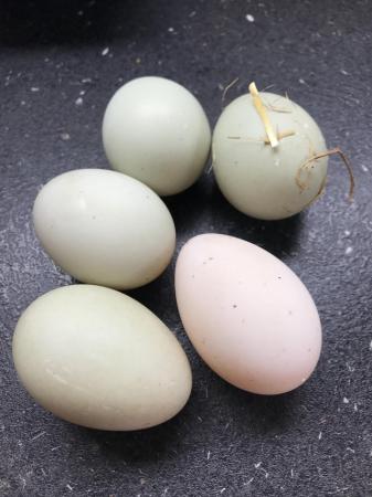 Image 1 of Hatching eggs - call duck, mixed
