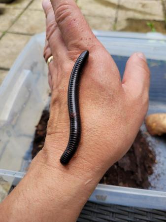 Image 2 of One  pink footed and on african  giant millipedes