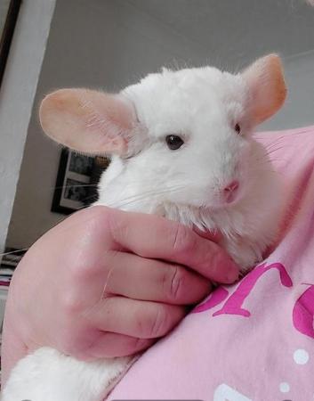 Image 1 of Female Chinchilla pink white 6 years old..friendly