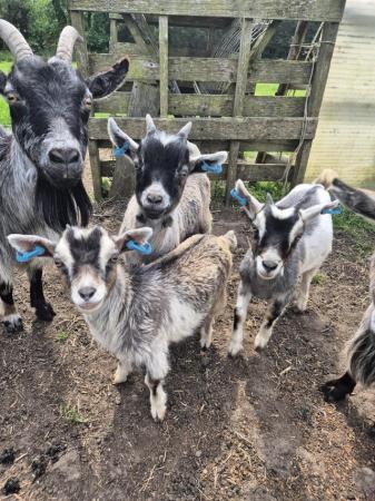 Image 4 of Beautiful Pigmy goat kids of varying colours