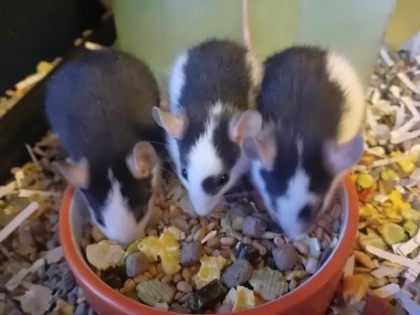 Image 4 of Baby Male Rats Looking for Loving Homes