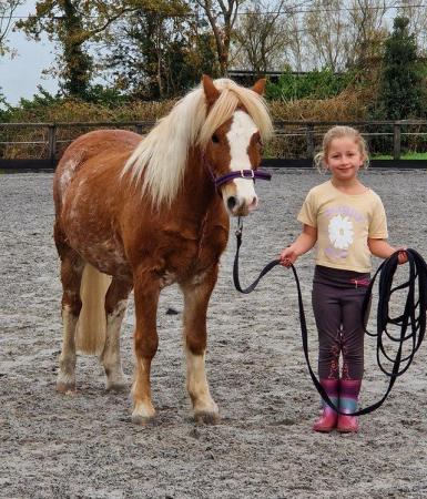 Image 2 of Dusty, Welsh A, 11.2HH, 6 year old