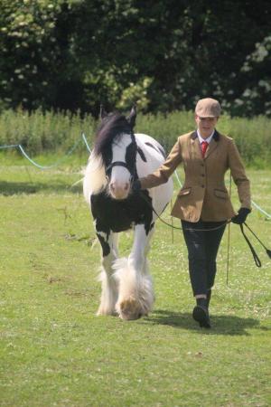 Image 1 of Sharer wanted for 14 hh chunky cob