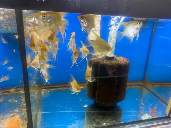 Image 5 of Angelfish For Sale (Home Breed)