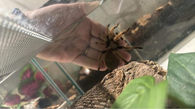 Image 8 of Tarantula collection for sale