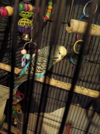 Image 5 of 17 month old breeding budgies and cage