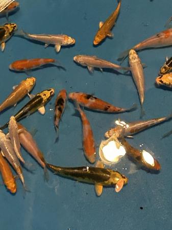 Image 3 of Koi carp and goldfish for sale see description