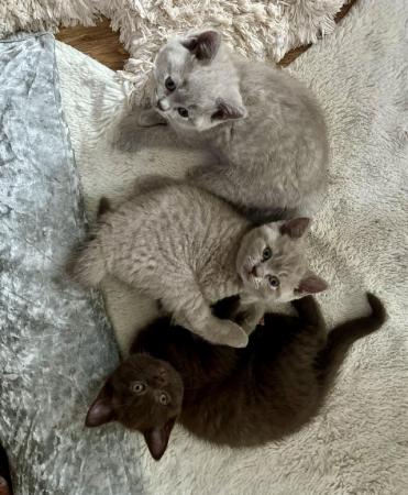 Image 11 of Beautiful British Shorthair kittens readyfor kind homes.