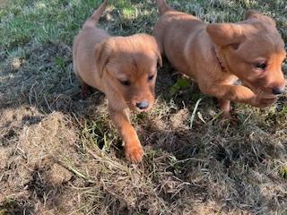 Image 2 of Red & Yellow Labrador Puppies