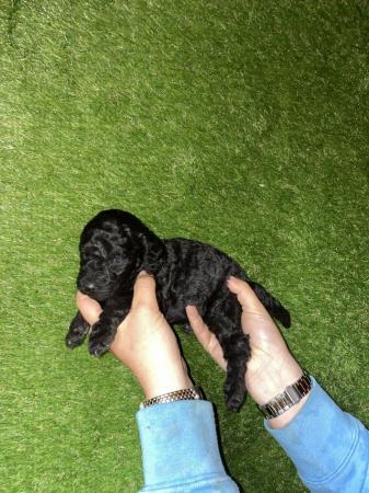 Image 10 of F2 miniature Labradoodles looking for homes