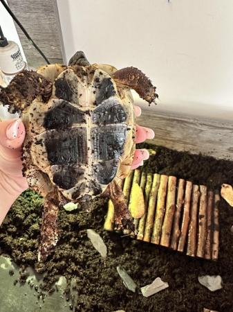 Image 6 of 1.5 year old Hermanns tortoise with set up
