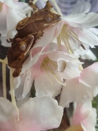 Image 40 of Beautiful Crested Geckos!!! (ONLY 2 LEFT)