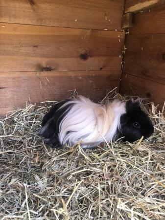 Image 2 of Long Haired Guinea pig with indoor cage