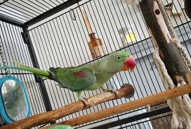 Image 2 of Alexandrine Parrot Male
