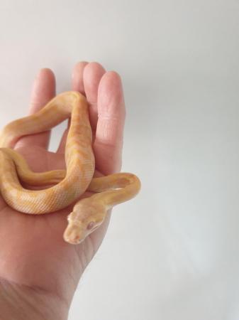 Image 4 of female albino carpet python