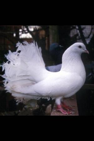 Image 9 of Beautiful Young White Fantail Doves