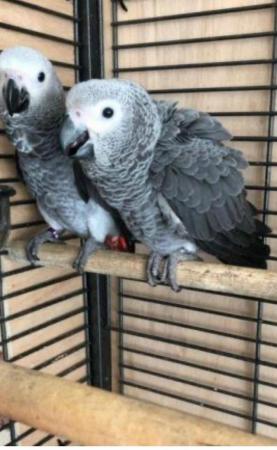 Image 5 of Silly & Cuddle Baby UK Bred African Grey