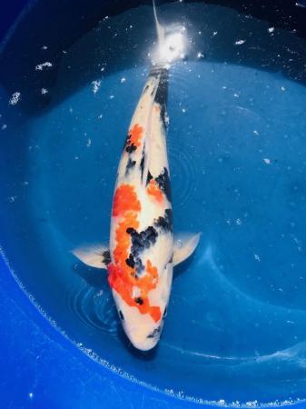 Image 8 of 12 Japanese Koi for sale