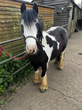 Image 1 of 12hh youngster cob for sale