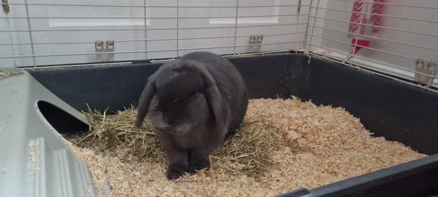 Image 4 of Dwarf lop female rabbit for sale