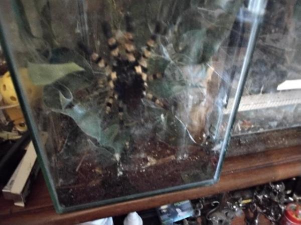 Image 3 of For sale various breeds of tarantulas