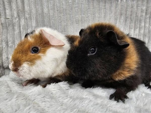 Image 5 of Sow Teddy guinea pigs ready to go