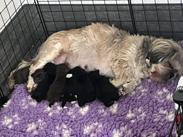 Image 4 of Shih Tzu Puppies For Sale (1 Boy)
