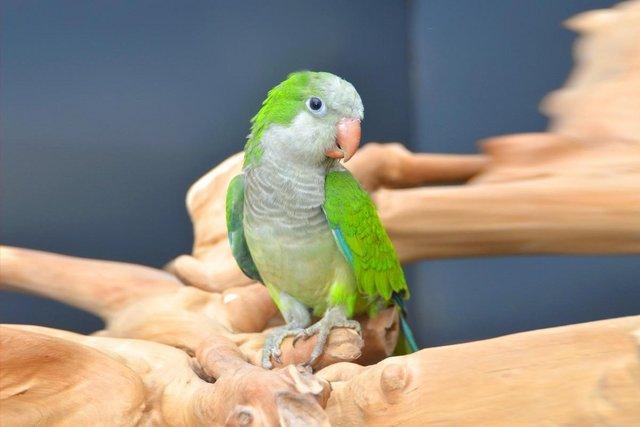 Image 2 of Baby Green Quaker talking parrots,19