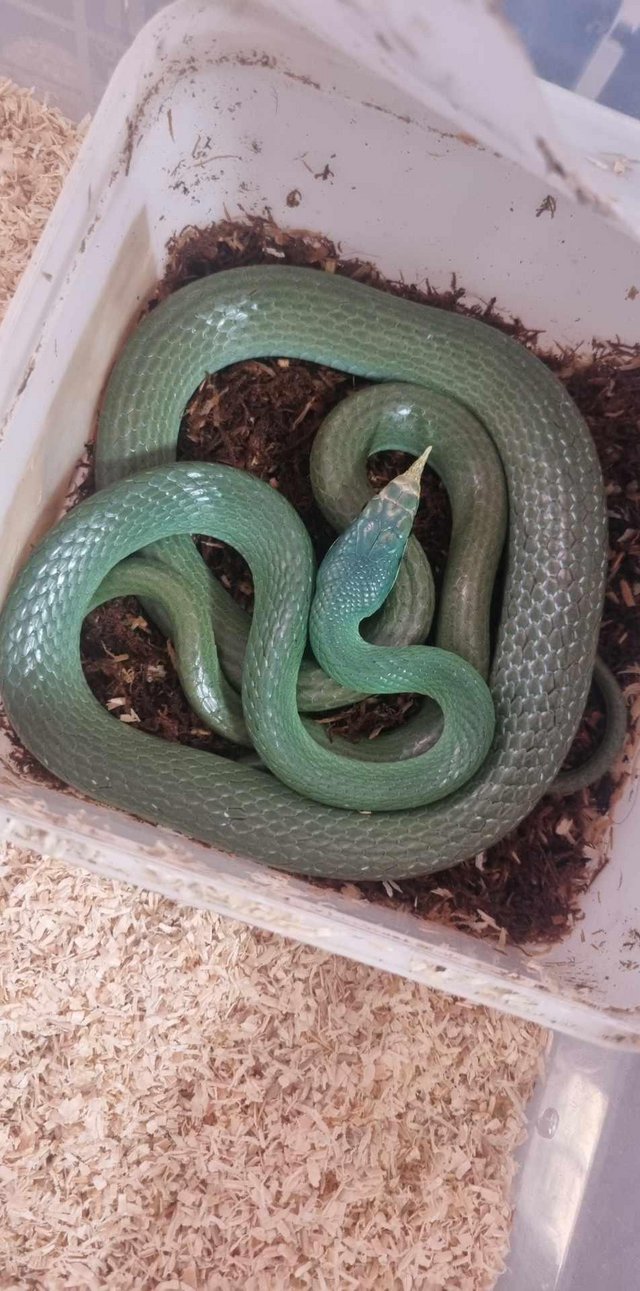 Preview of the first image of Rhino rat snake. Snake only.