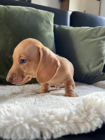 Image 7 of Beautiful miniature dachshunds puppies
