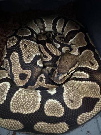 Image 1 of Male and female ball pythons for sale
