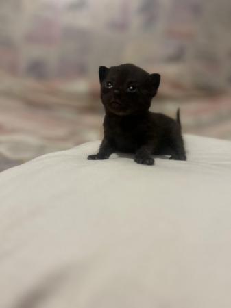 Image 4 of 1 black tabby female kittens ready to leave 8th may