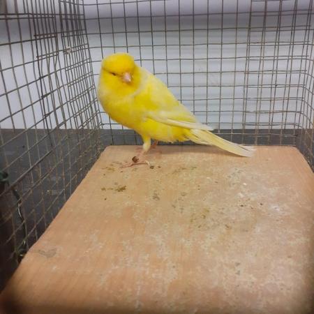 Image 4 of Lovely Yorkshire canary for sale