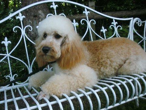 Preview of the first image of Henry, Apricot Mini Poodle Stud. Multiple DNA Health Tests.
