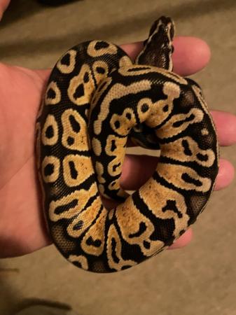 Image 2 of Royal Python Pastel Male CB23