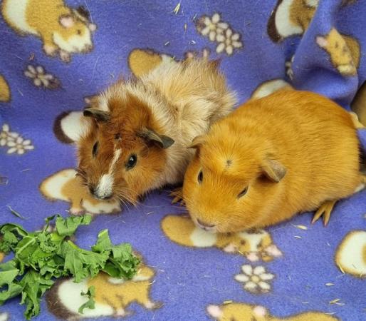 Image 1 of Baby Guinea Pigs Californian Aby and a Crested