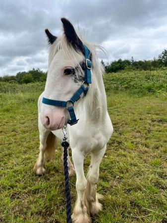 Image 37 of 10-13hh Lead Rein, Ridden Mare, Projects, Pets, Cobs, Welsh.