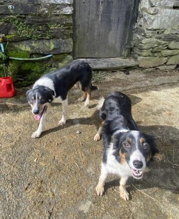 Image 11 of 7 border collie puppies for sale.will be microchiped