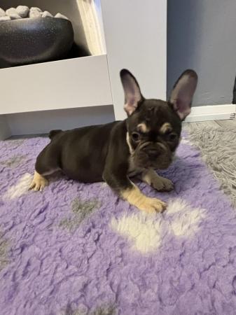Image 10 of Last one left ready today  KC REG French bulldog puppies