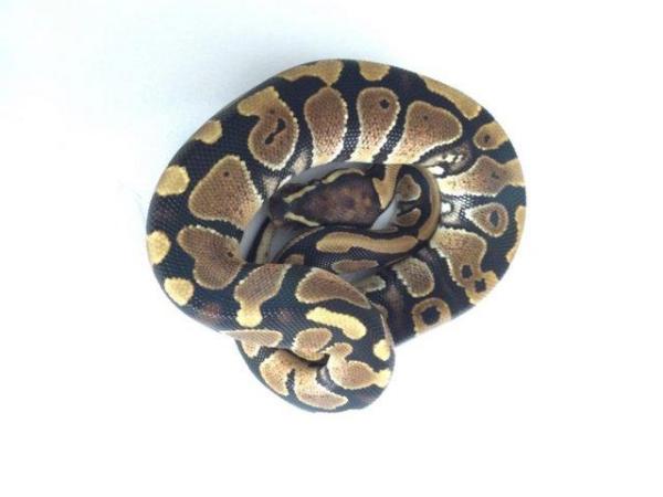 Image 5 of Pastel fire 100% het ghost baby ball python