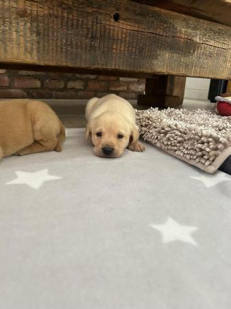 Image 9 of FT Champion KC Labrador Puppies from Health tested parents