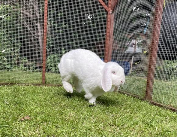 Image 6 of Bonded pair of French lop does