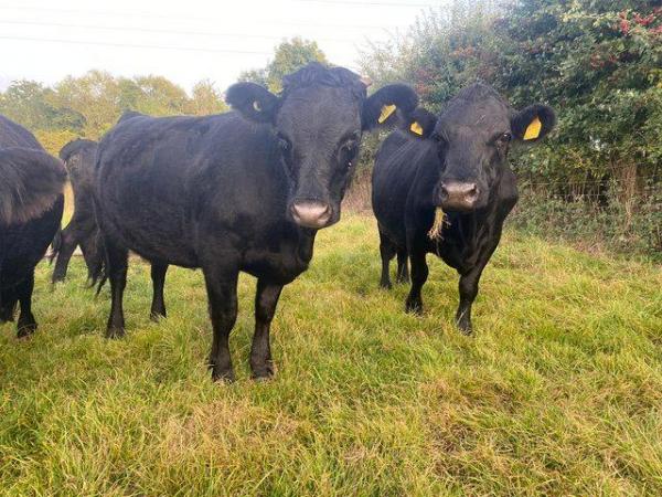 Image 1 of Pedigree Dexter cow and heifers