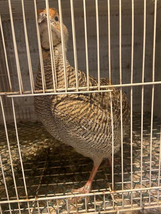 Preview of the first image of Grey francolin (gora teetar) for sale.