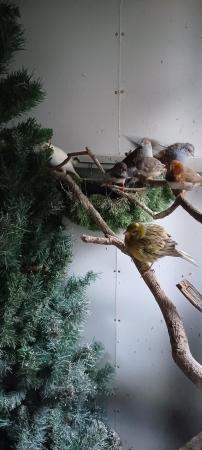 Image 1 of Finches for sale from £10