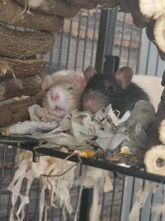 Image 2 of 2 male rats*** comes with cage and accessories