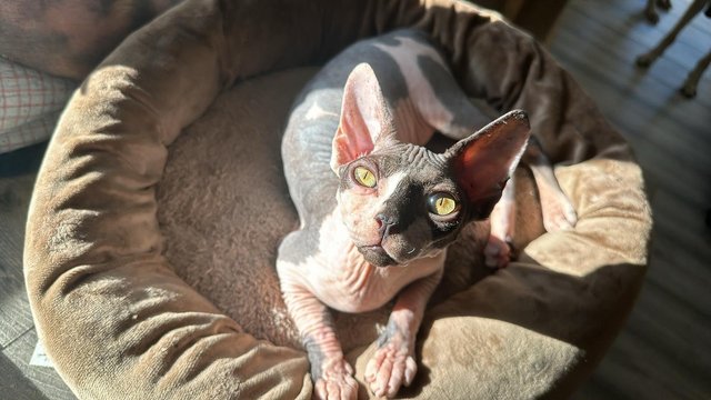 Image 6 of Sale wonderful males and female Sphynx