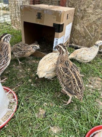 Image 3 of 16 week old Coturnix quail male and female