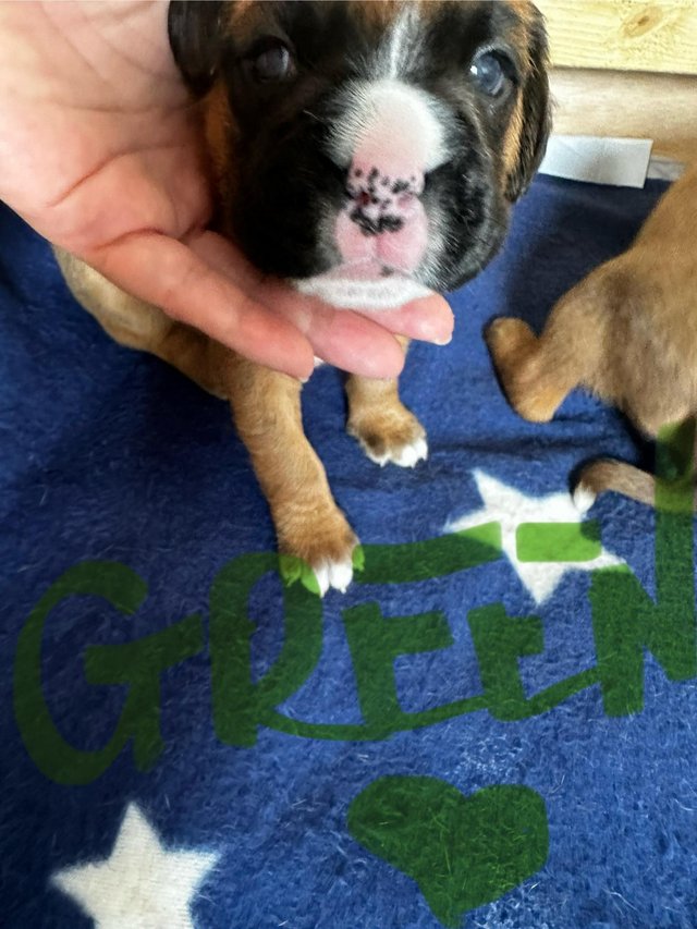 Preview of the first image of 2 Kc registered Boxer puppies.