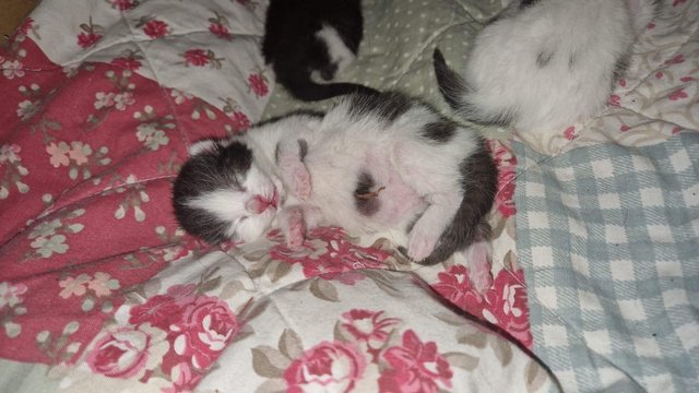 Image 5 of Kittens for sale leeds west yorkshire